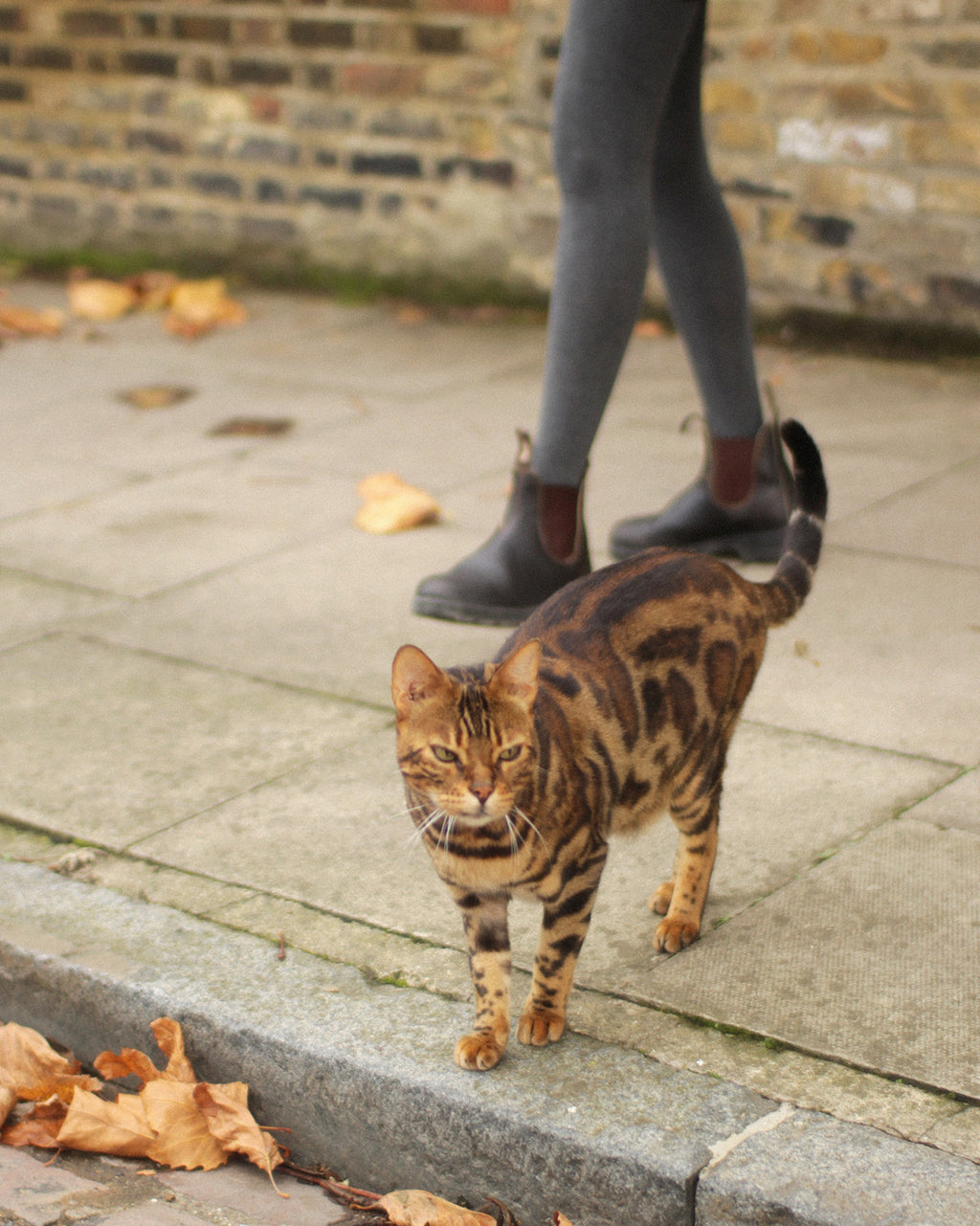 Winter Ribbed Tights, Charcoal Grey
