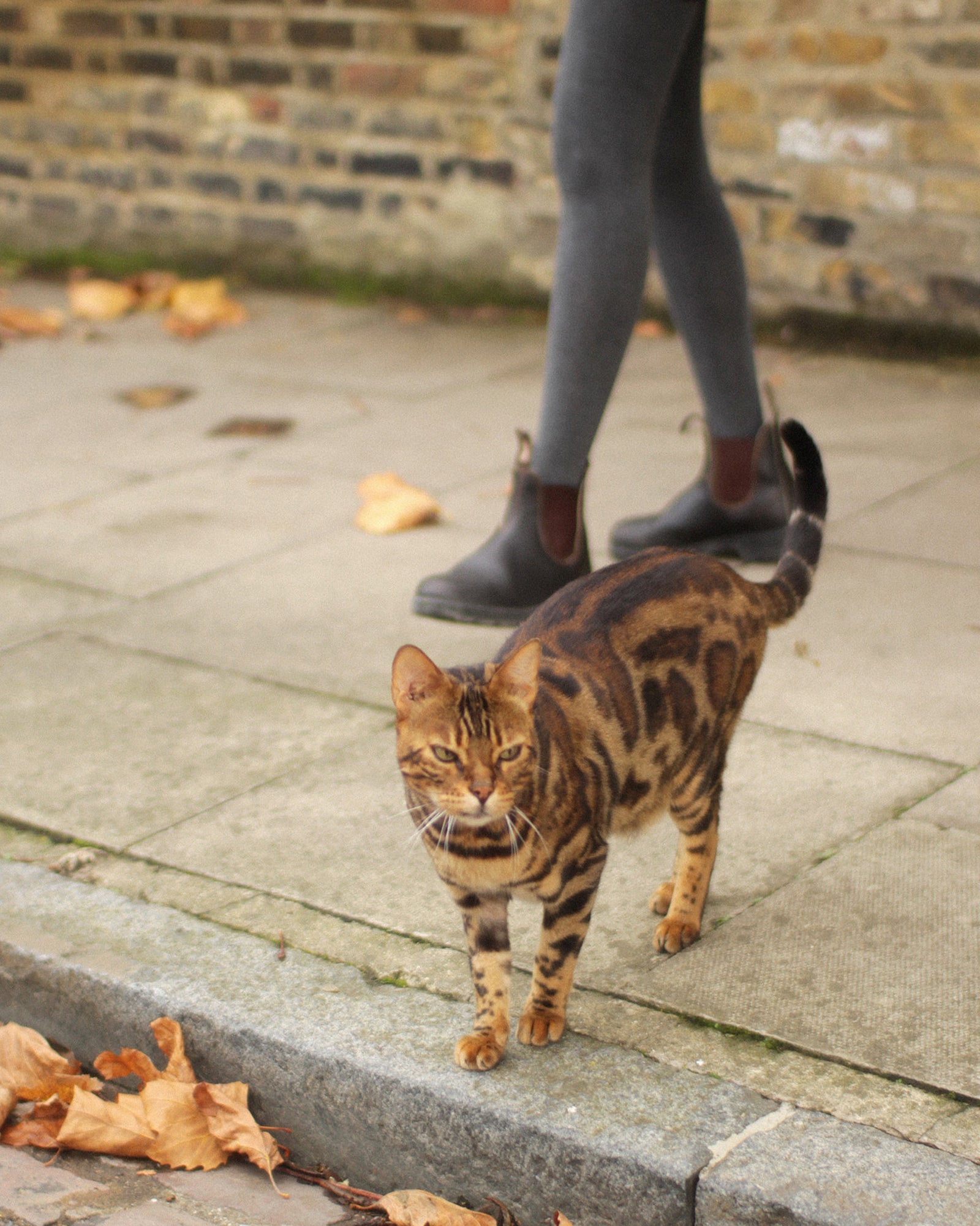 Winter Ribbed Tights, Charcoal Grey