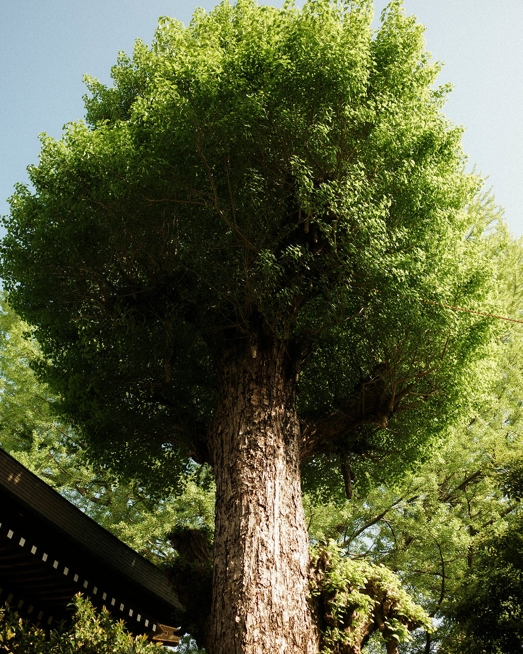 (Limited) Jasmine Dris Satin Trousers, Sky Diamond