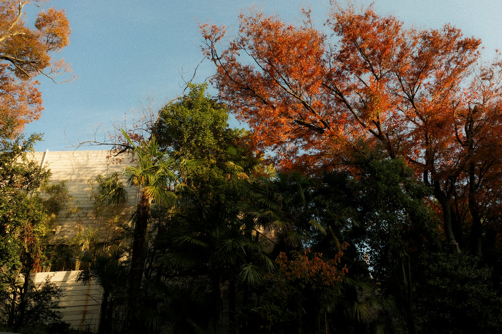 Baroque Velvet Raglan Jacket, Double Black